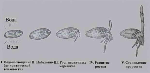 этапы развития семени