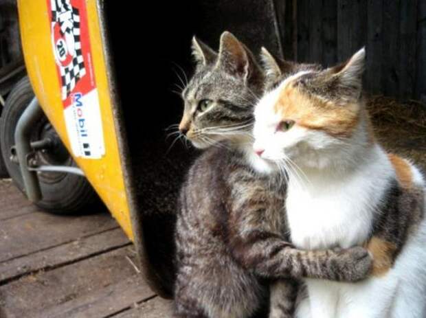Котики