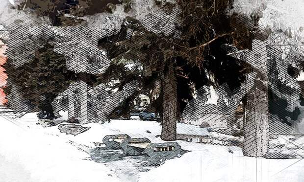 Орловцы негодуют по поводу вырубки хвойных великанов в сквере Маяковского