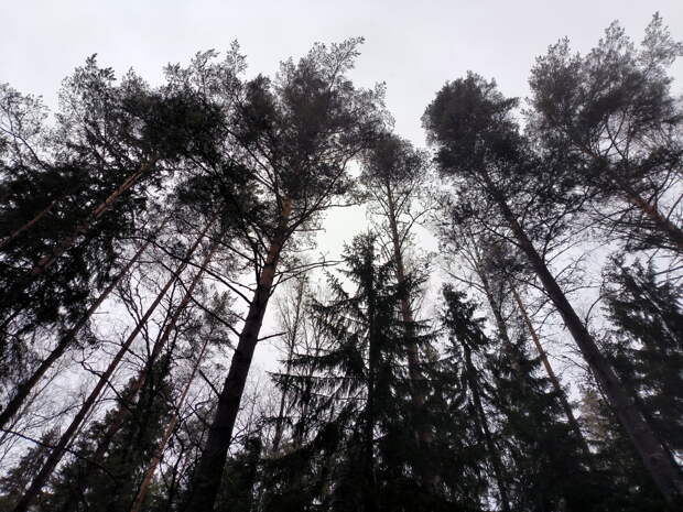 Пермский край находится под угрозой риска возникновения лесных пожаров
