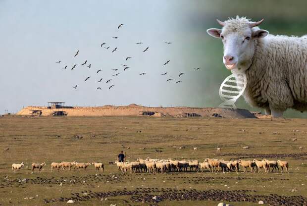 Ученые считают стада истоком передававшейся в бронзовом веке чумы