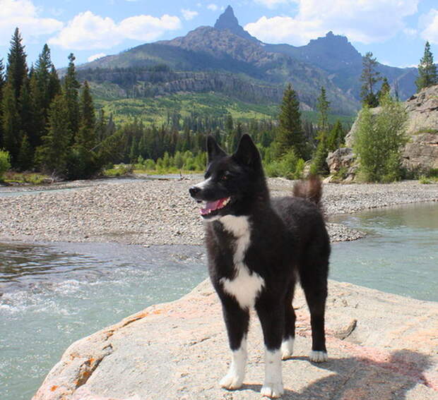 Карельская медвежья собака (Karelian Bear Dog) Карельская медвежья лайка (Karjalankarhukoira)