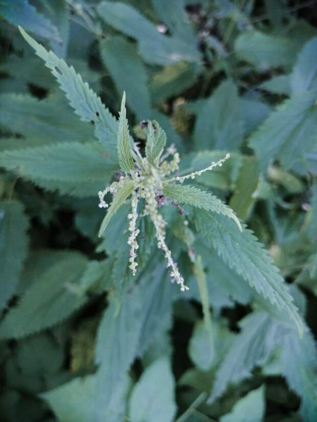 Крапива или как я увлеклась славянскими поверьями