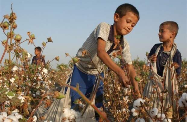 8. В Узбекистане тоже до сих используют детский труд Жуткие снимки, Трогает до слёз, дети, детский труд, рабство