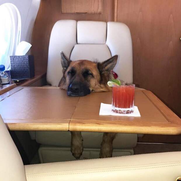 Rich Dogs Of Instagram: о жизни состоятельных собак