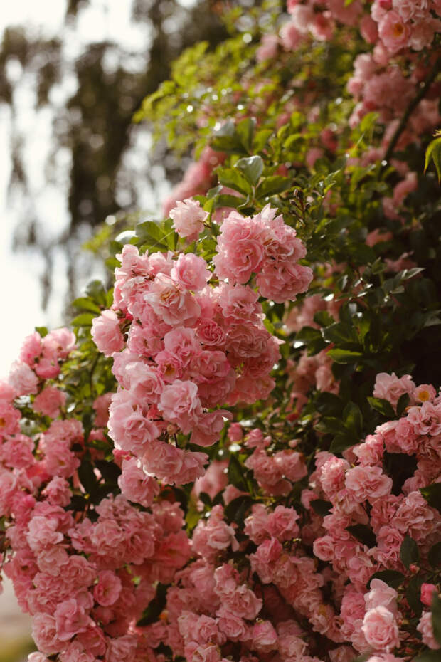 Как в райском саду: чем подкормить розы для пышного и долгого цветения