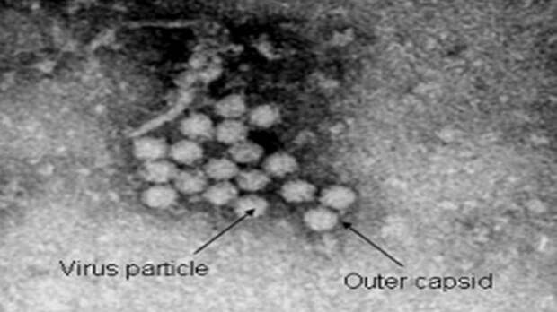 Наименьший неживой организм. Наименьший неживой организм.