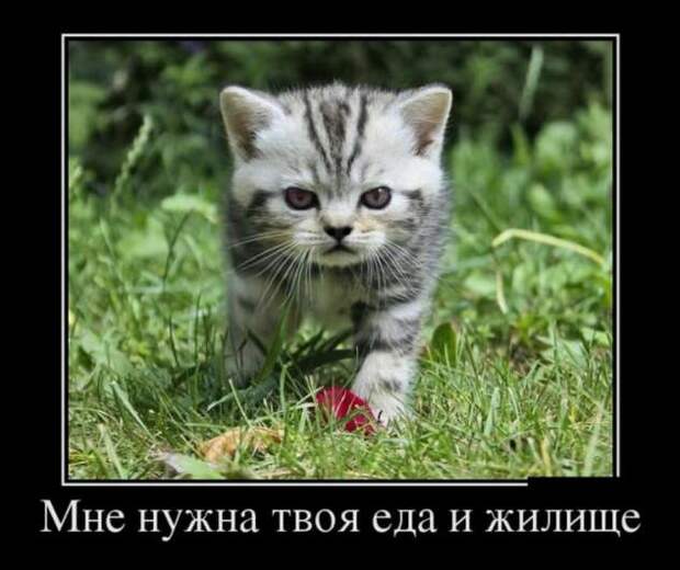 Демотиваторы. Подборка chert-poberi-chert-poberi-47500425032020-7 картинка chert-poberi-47500425032020-7