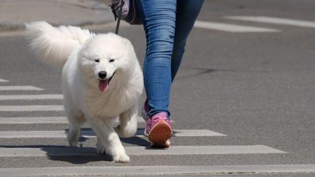 Собака на прогулке / Фото: amic.ru