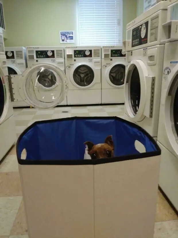 Любопытноносики