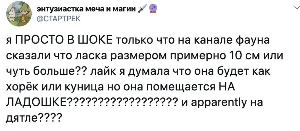 Вы знали настоящий размер ласки? Оказалось, что эти зверьки совсем крошечные