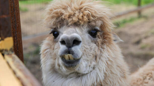 Россияне начали сдавать в ломбарды под залог пчел, альпак и мед