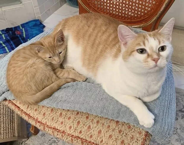Без кота и жизнь не та