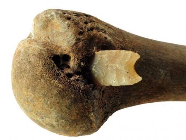 Плечевая кость с застрявшим кремневым наконечником стрелы история, мумии, наука, скелеты