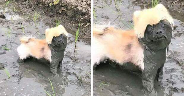 50 причин, почему не стоит разрешать своей собаке играть в грязи грязь, животные, фото