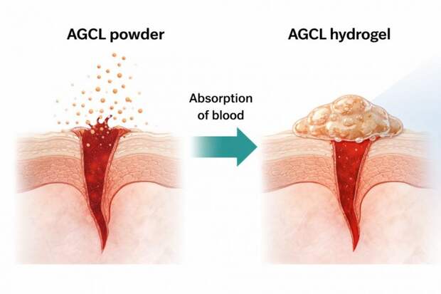 В Южной Корее создали порошок на основе хитозана, останавливающий кровотечение за 1 секунду