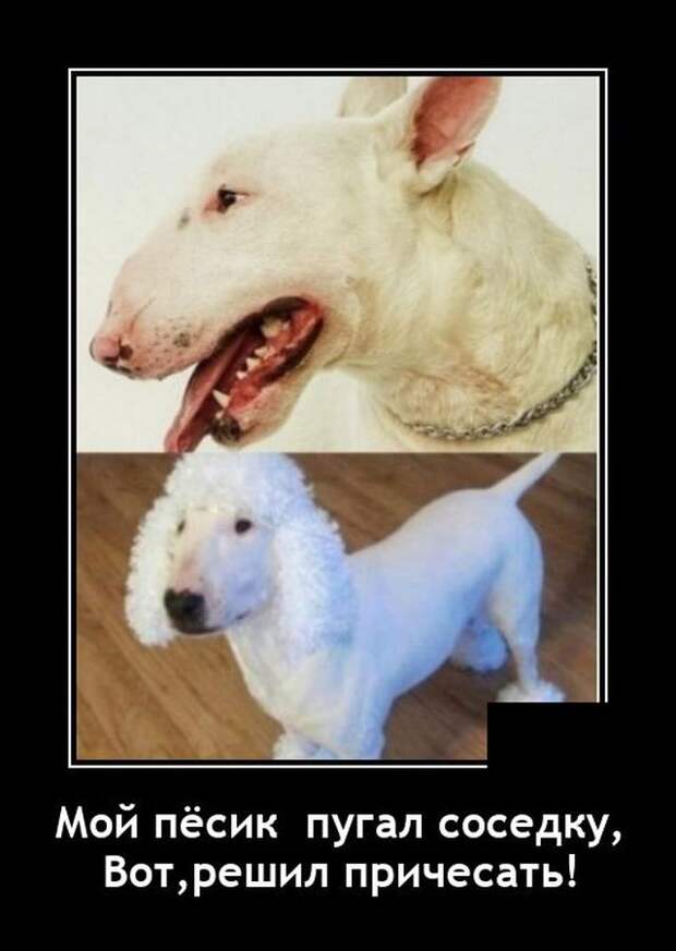 demotivatory-demotivator-smeshnye-demotivatory-demotivator-so-smyslom