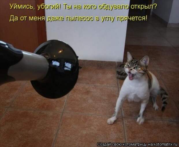 Лучшие котоматрицы недели (28 фото)