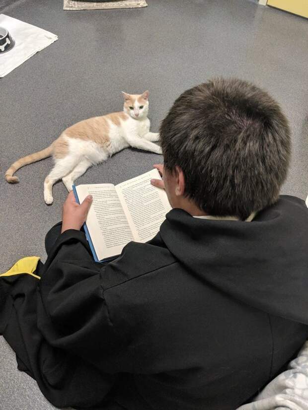 Чтения оказали на кота удивительное влияние: он стал более общительным и уверенным. Несмотря на слепоту он уже хорошо ориентируется в пространстве в мире, добро, дружба, животные, история, люди