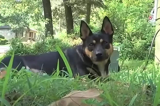 Домашняя собака несколько месяцев приносила хозяевам останки одного и того же человека