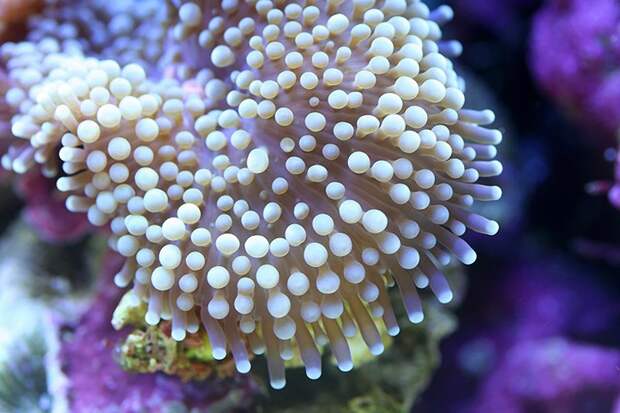 macroshots07 macroshots07 Удивительная макросъемка кораллов