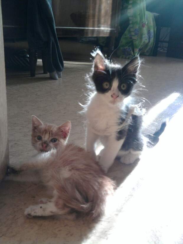 помощь котенку котята в доме
