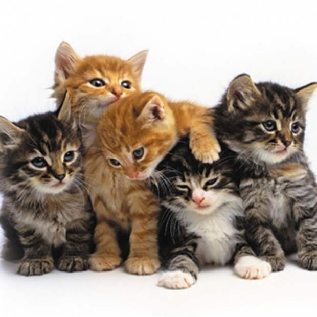 капли от блох для котят