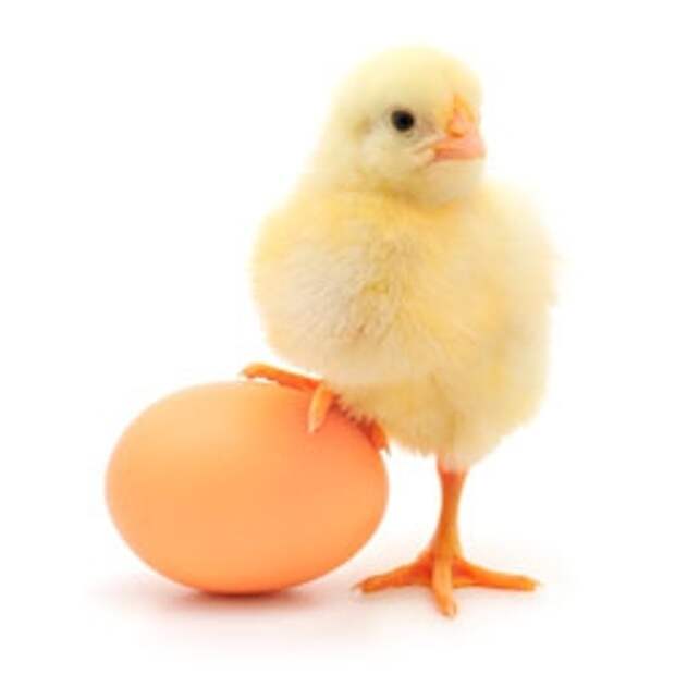 Куриное яйцо — кладезь полезных веществ. Строение и состав яйца