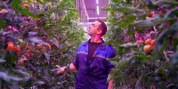 В регионе развивают производство овощей в закрытом грунте