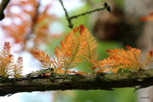 Таксодий двурядный (taxodium distichum)