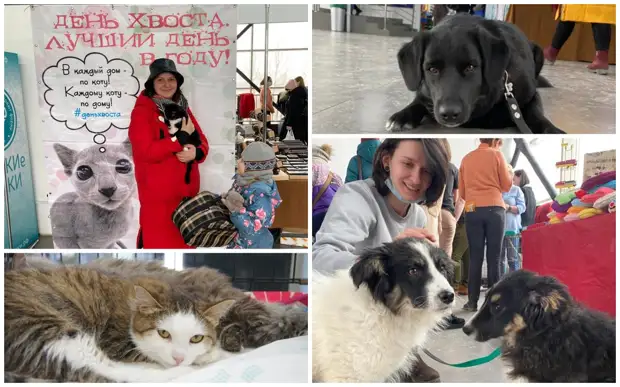 Семь кошек поехали в новый дом с ярмарки-раздачи «День Хвоста»