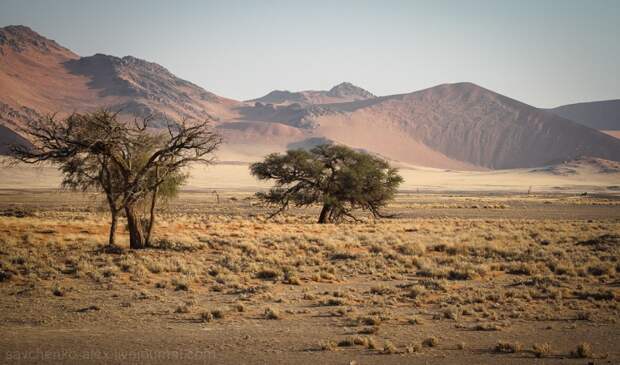 Африка. Намибия. Пустыня Намиб Соссусфлей Sossusvlei16 Африка. Намибия. Пустыня Намиб Соссусфлей