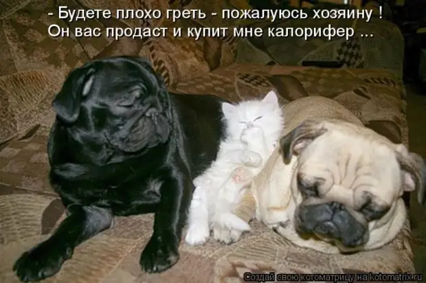 Лучшие котоматрицы