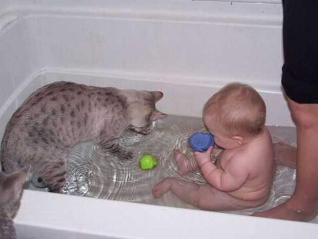 Кошки которые любят воду-14