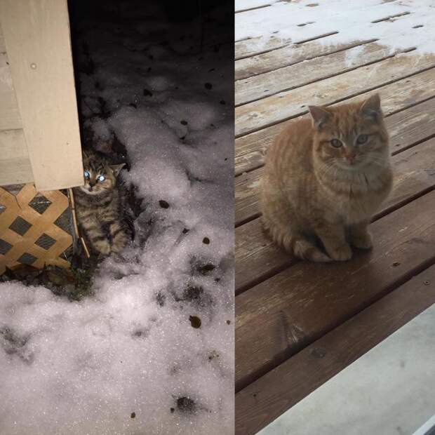 спасение котят котята на улице
