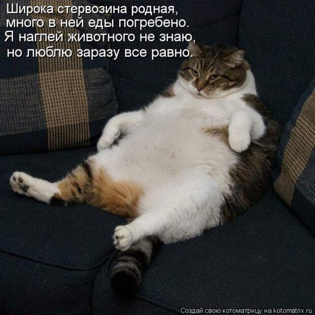 Лучшие котоматрицы недели Лучшие котоматрицы недели
