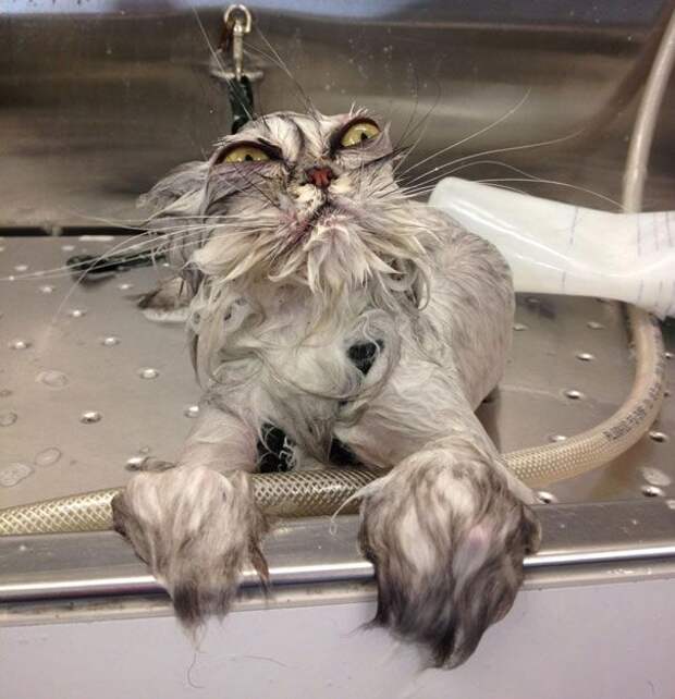 кошки, которые хотя убить своих владельцев, злые кошки