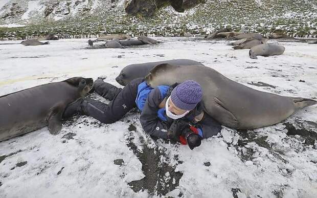 Любопытный тюлень во время фотосессии забрался на женщину-фотографа в мире, видео, животные, милота, природа, тюлень, фото