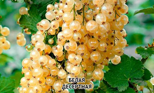 смородина белая Десертная