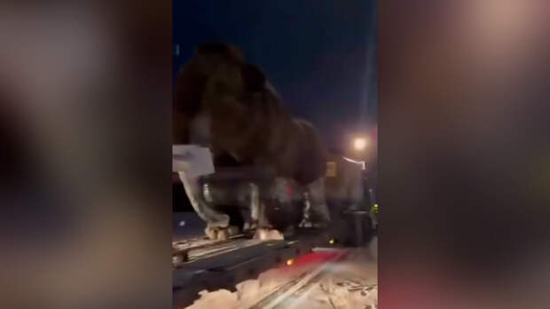 Мамонт настиг жителей Иркутска прямо на трассе