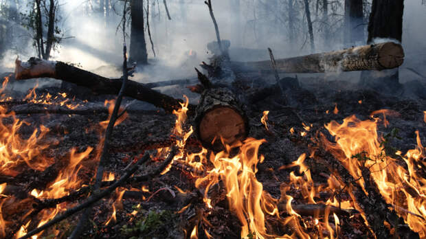 В Якутии горит более 80 тысяч гектаров леса