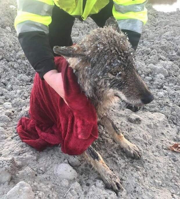 Рабочие спасли из ледяной ловушки собаку, как они думали