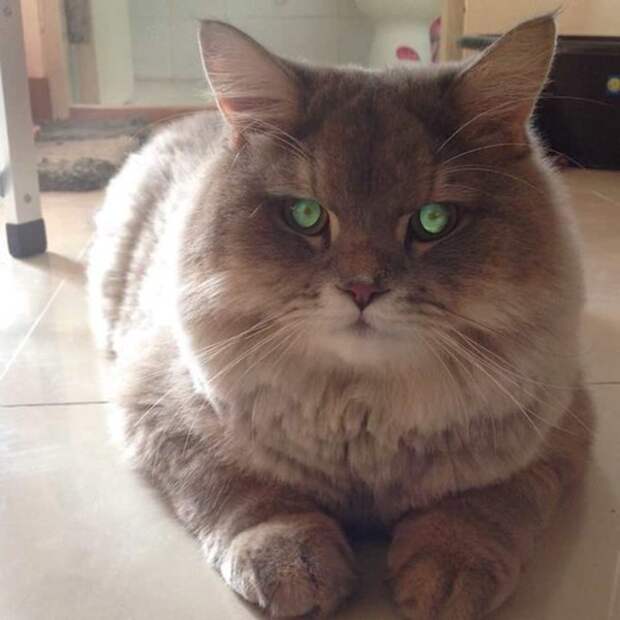 Познакомьтесь с Бон Бон, Огромным Пушистым Котом.