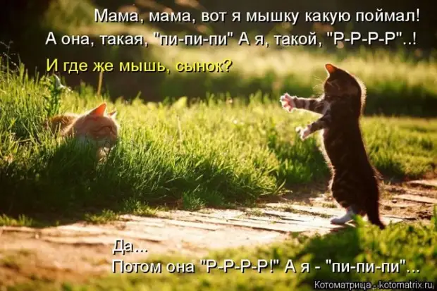 Лучшие котоматрицы