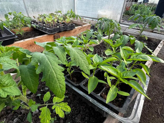 Вместо дорогих удобрений — ложка сахара: рассада томатов моментально перестаёт вытягиваться и становится коренастой