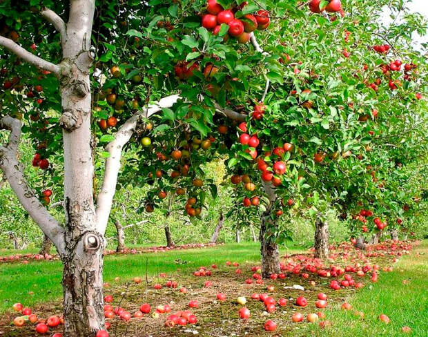 Яблони – на север, томаты – на юг. Как распределить место в саду и огороде