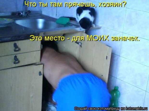 Лучшая котоматрица недели