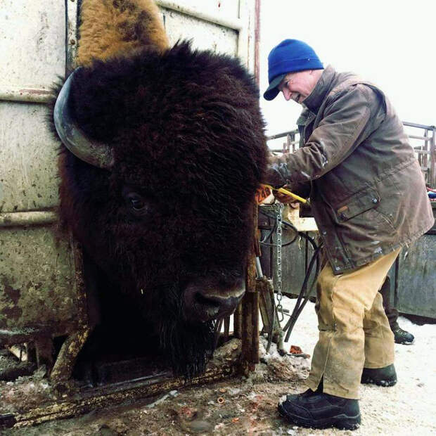 Большие животные рядом c людьми