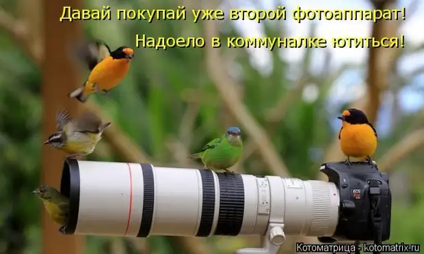 Лучшие котоматрицы