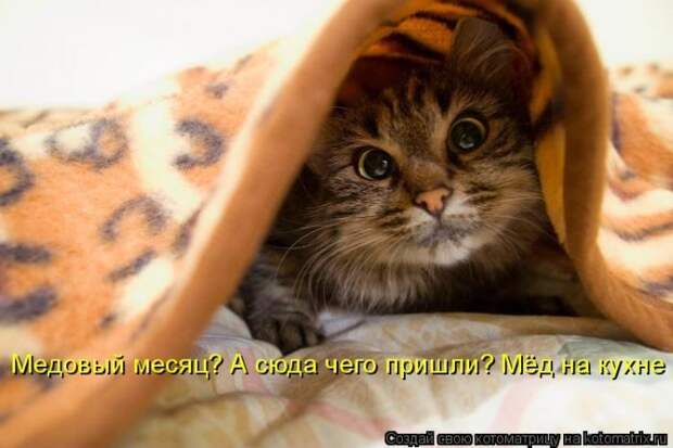 Лучшие котоматрицы недели